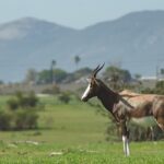 Bontebok