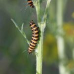 cinnabar caterpillar on ragwort
